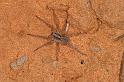 Lycosa_ZZ567_D7190_Z_89_Kidmans camp_Australie